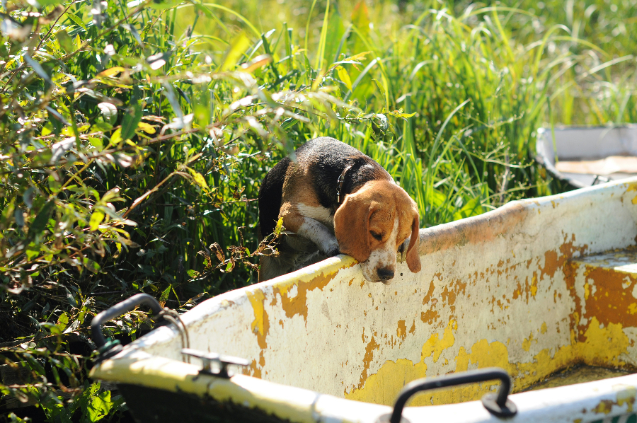 Hond drinkt uit bak