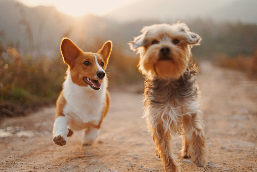 honden reizen samen naar huis