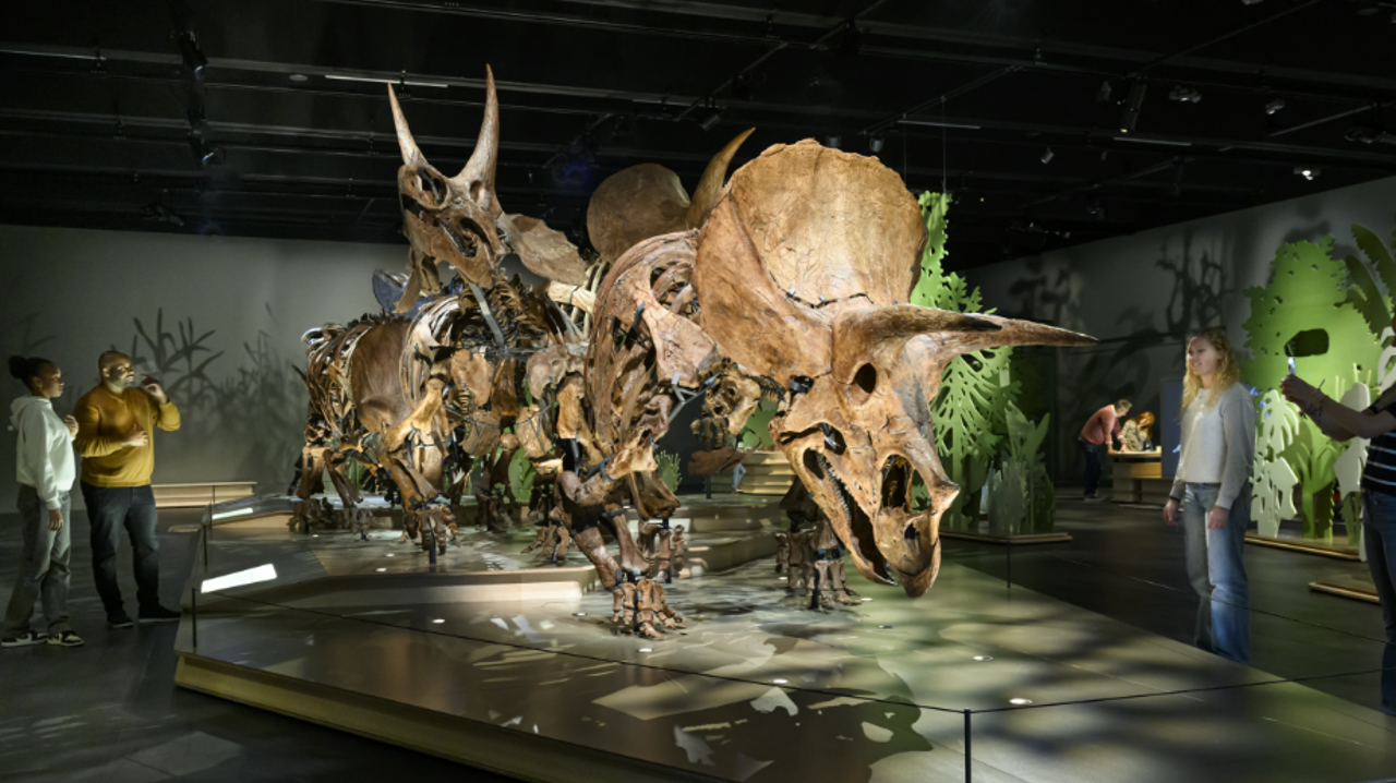 bedrag-skelet-triceratops
