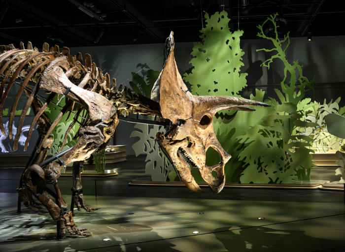 bedrag-skelet-triceratops